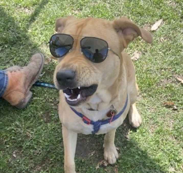 Photo of Yogi-Foster Needed!