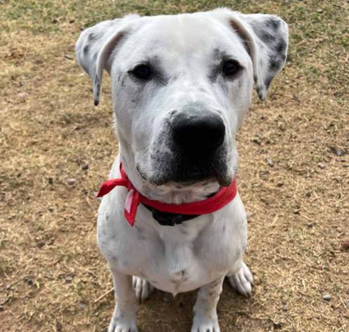 Photo of Atticus