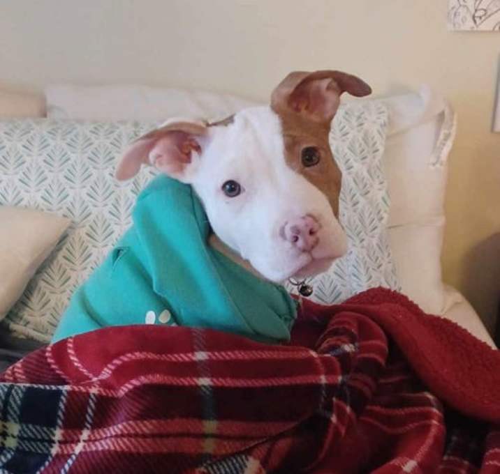 Photo of Venus (puppy)