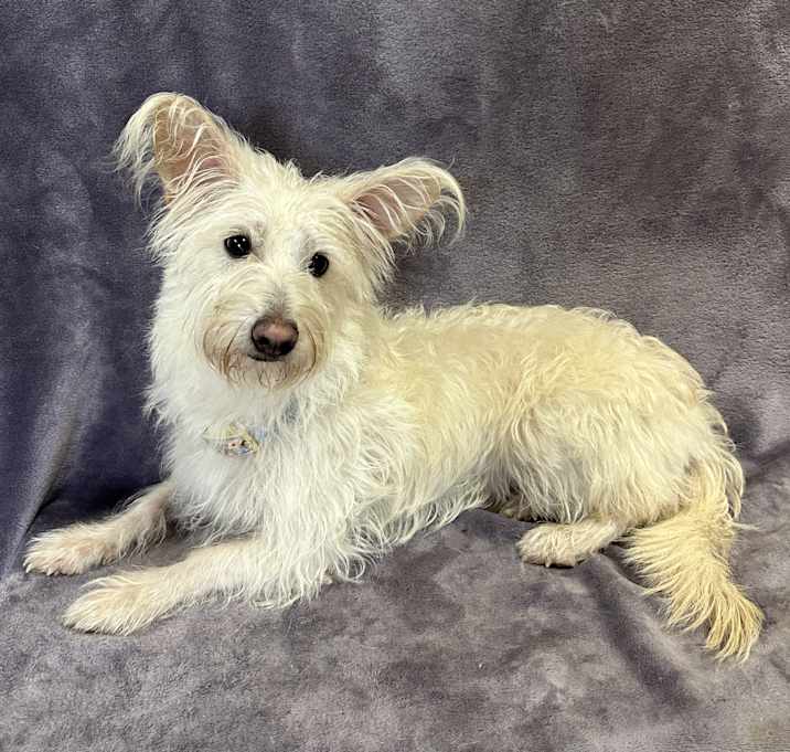 Photo of Lacy