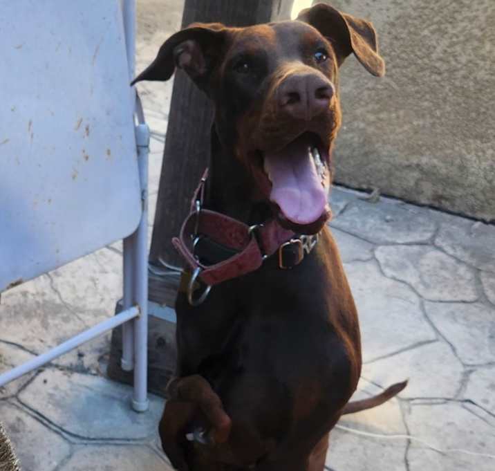 Photo of Rex