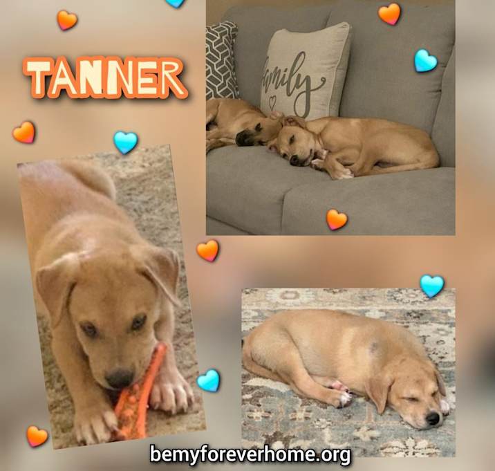 Photo of Tanner