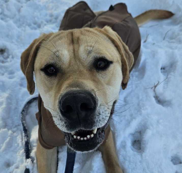 Photo of Bella