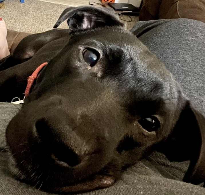 Photo of Rocky