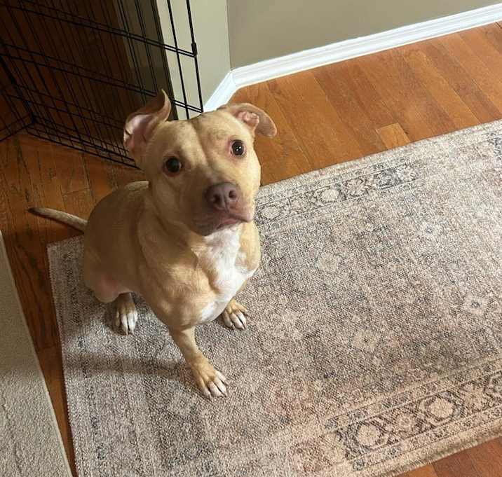 Photo of Honey