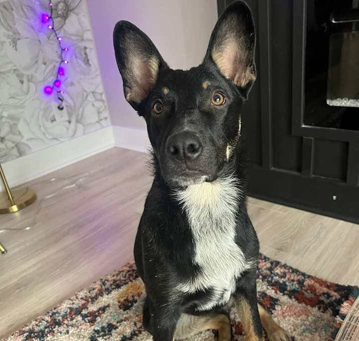 Photo of Scooby