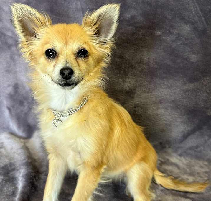 Photo of Foxy