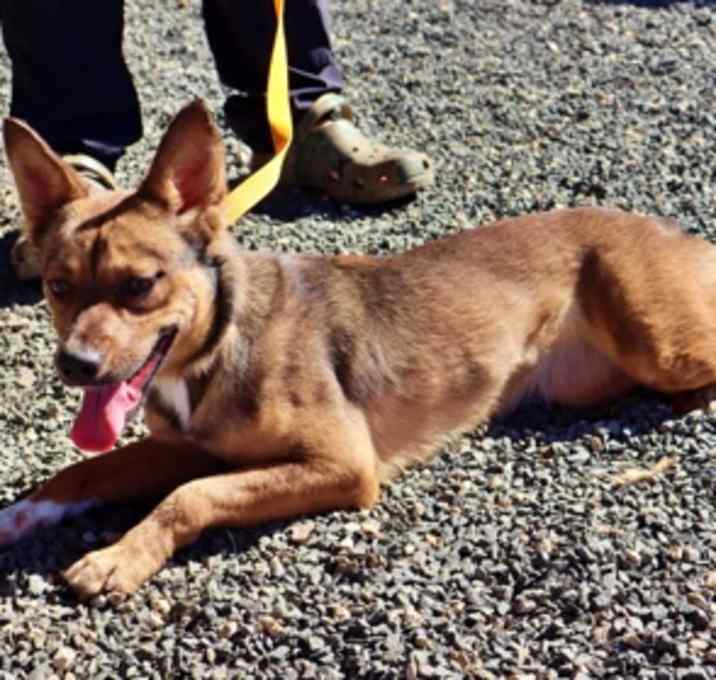 Photo of Starla