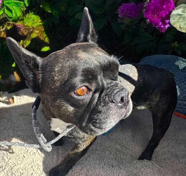 Photo of Lola