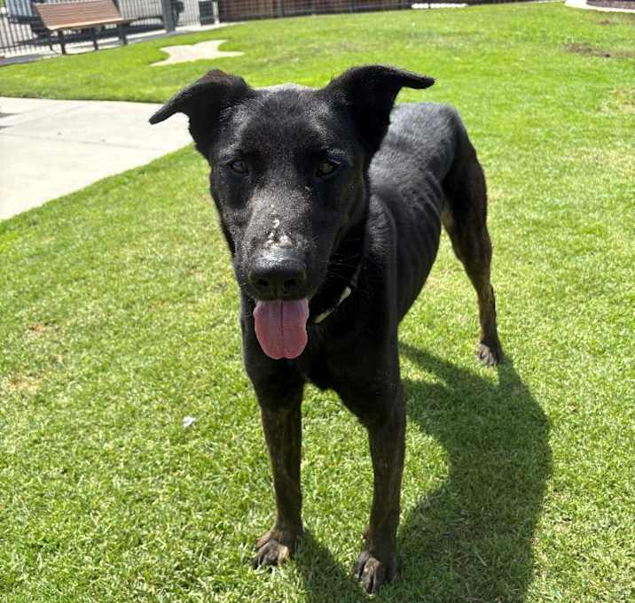 Photo of Marmaduke