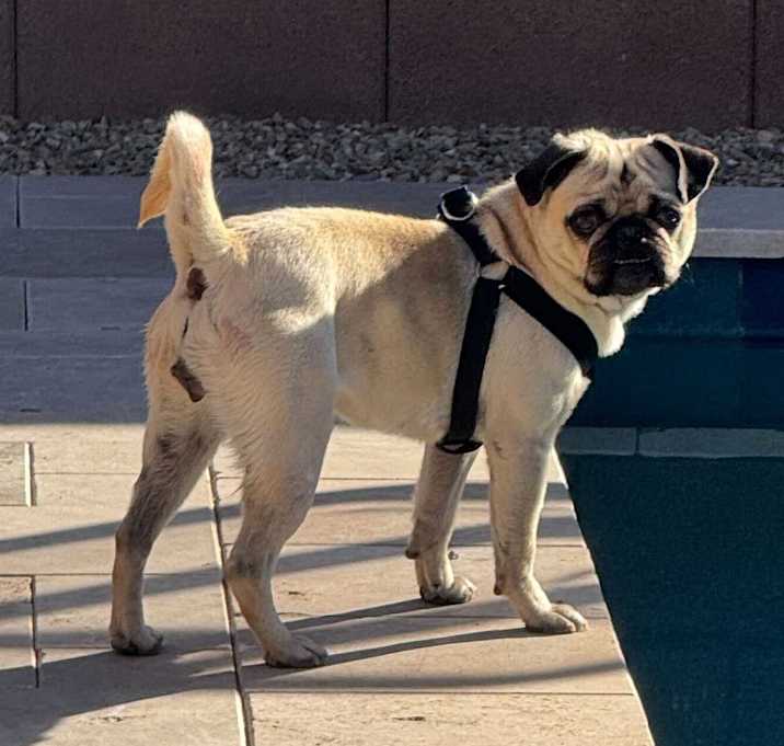 Photo of Stella