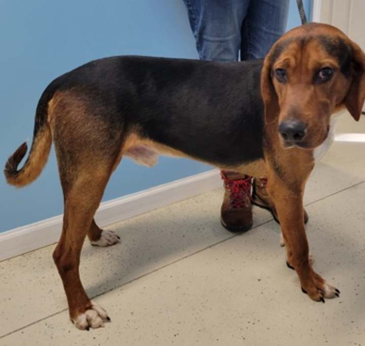 Photo of Ranger