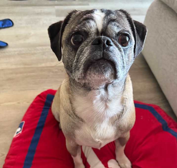 Photo of Mortimer