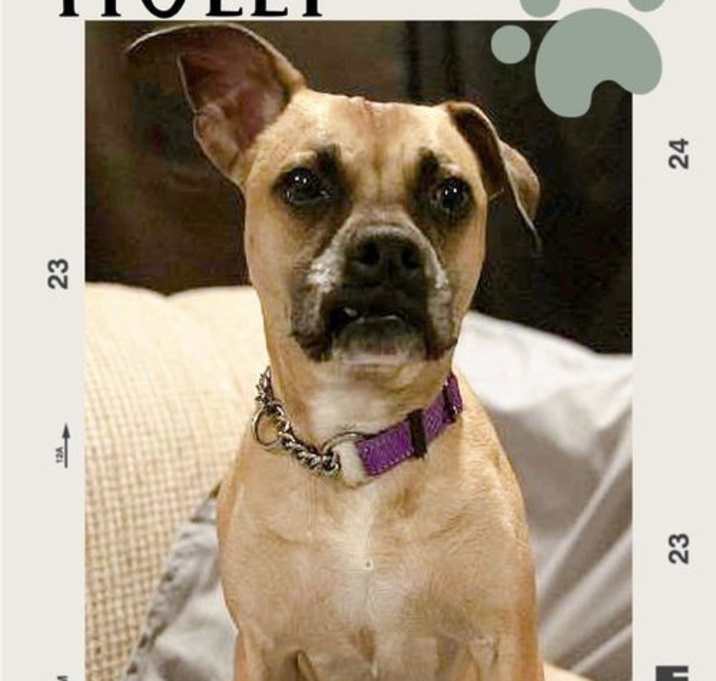 Photo of HOLLY