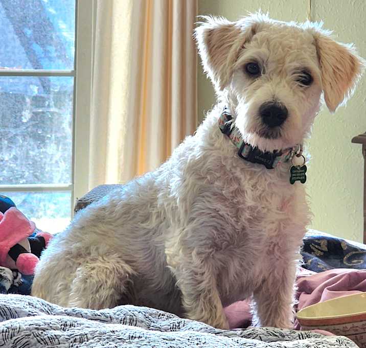 Photo of Noodles
