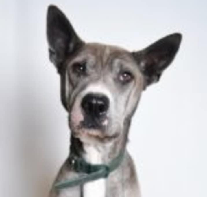 Photo of Zeus