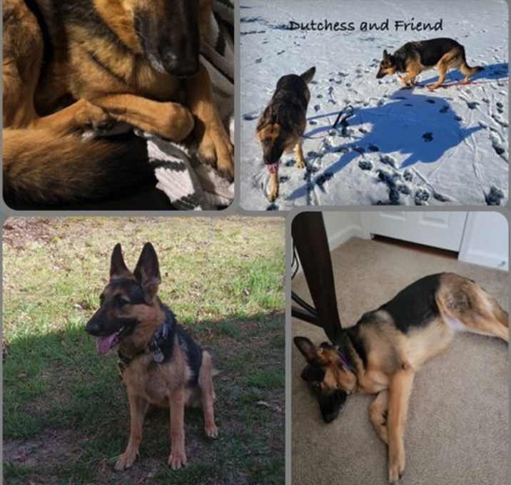 Photo of Dutchess