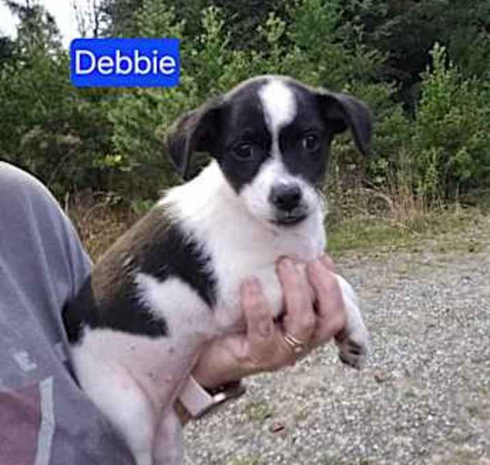 Photo of Debbie(I am small)