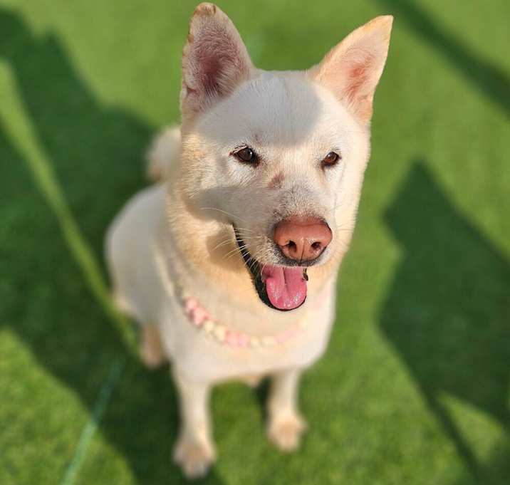 Photo of Buddy
