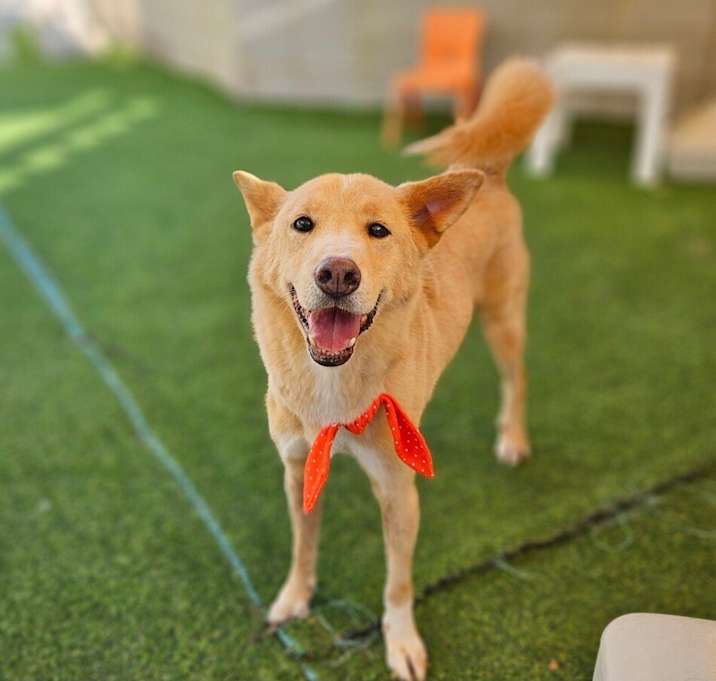 Photo of Cookie