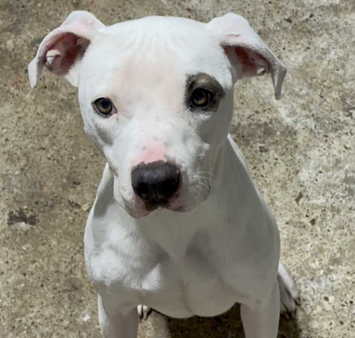 Photo of nova