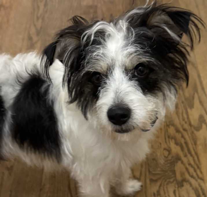 Photo of Blaze #9938