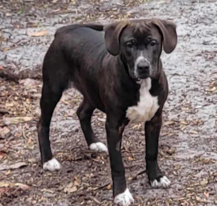 Photo of Hank The Tank