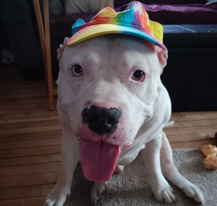 Photo of Bo