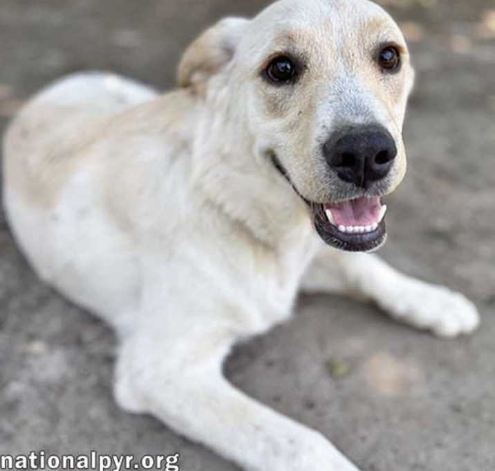 Photo of Butterball in GA - Playful & Sweet!