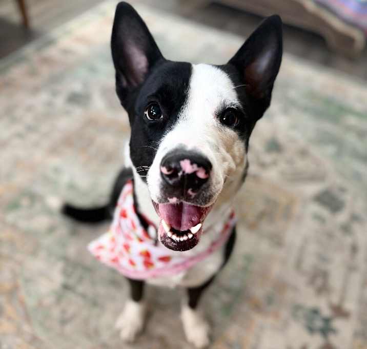Photo of Clarice some corgi some lab all bestie