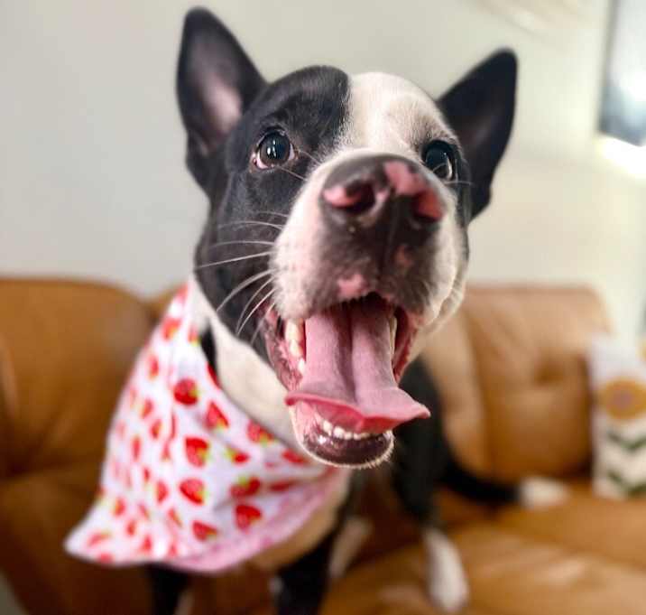Photo of Clarice some corgi some lab all bestie