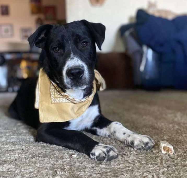 Photo of Cosmo