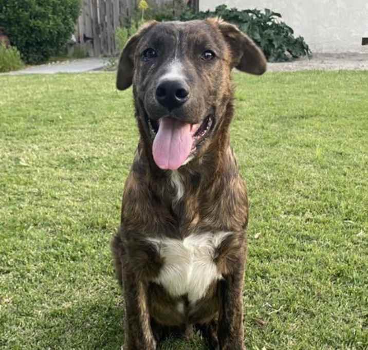 Photo of Atlas