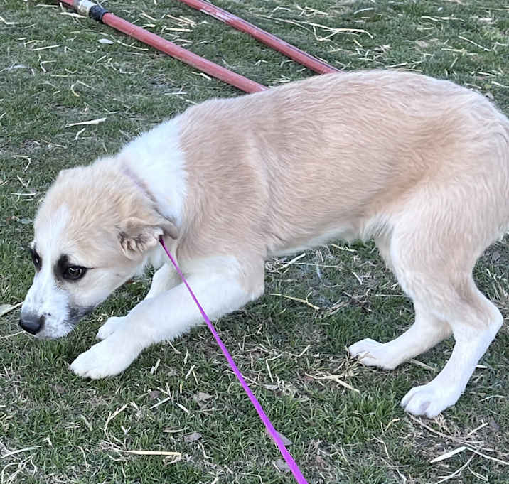 Photo of Xena