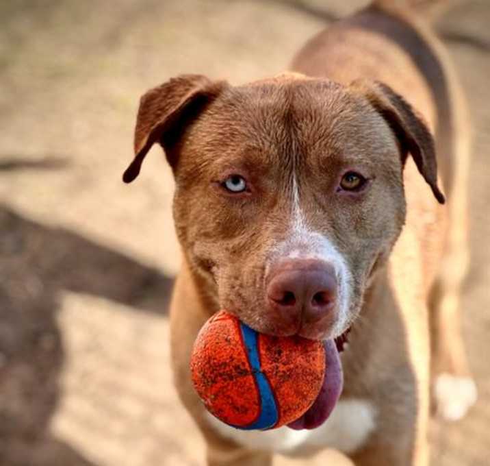 Photo of ROMEO