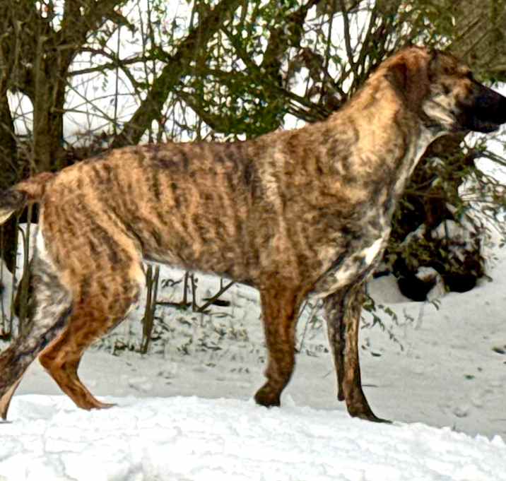 Photo of Pippa