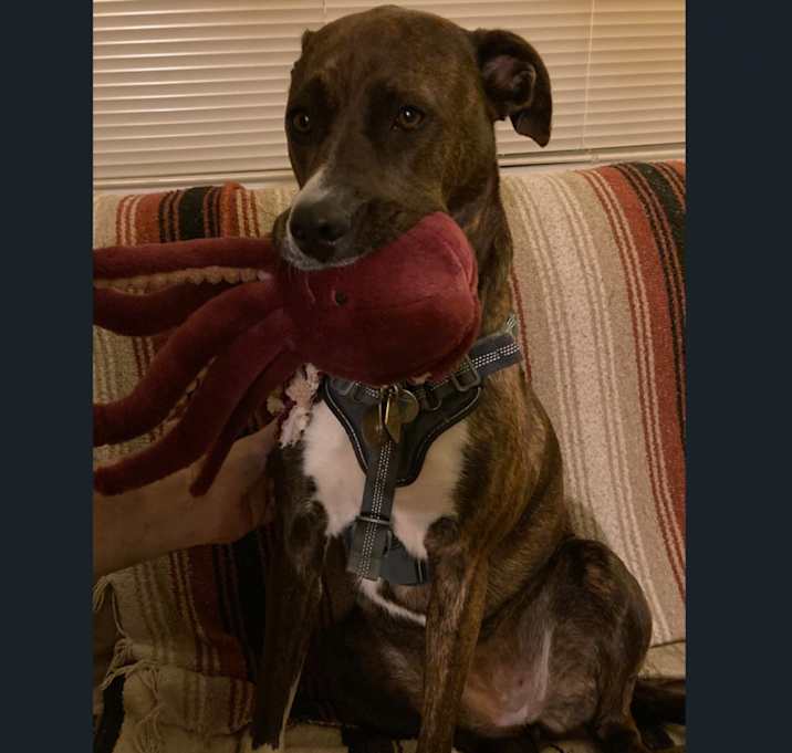 Photo of Dahlia