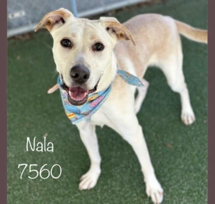Photo of NALA - see video