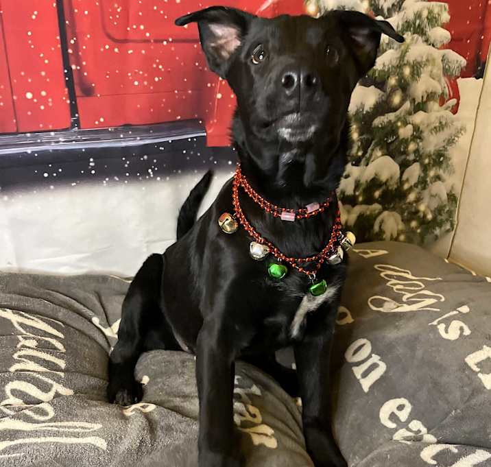 Photo of Ivy