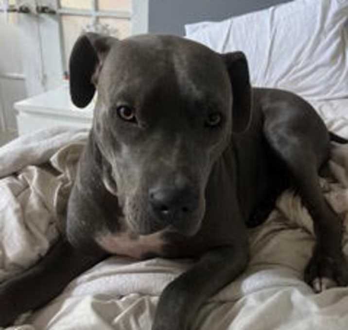 Photo of Beau *Courtesy Post
