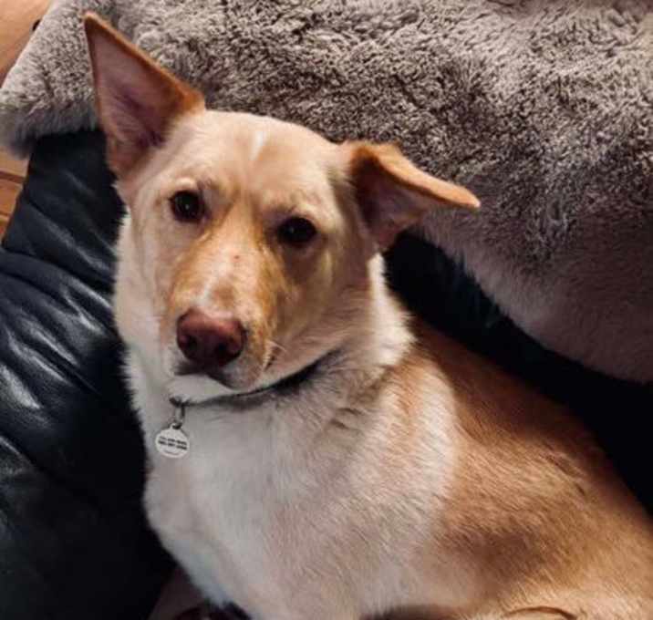 Photo of Tango