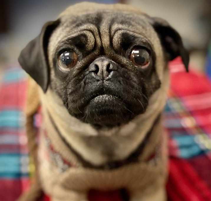 Photo of PENDING: Boo-Boo