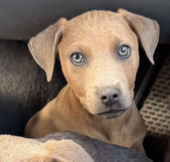 Photo of Diesel