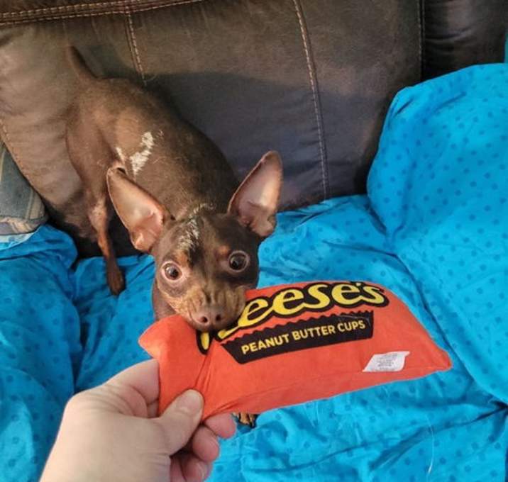 Photo of Reeses PENDING ADOPTION