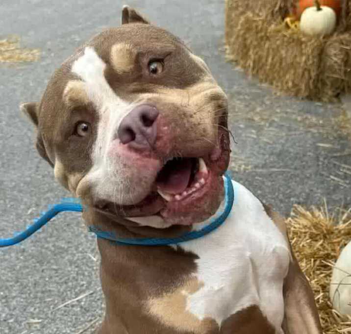 Photo of Smiley