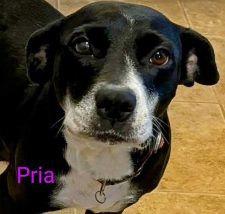 Photo of Pria