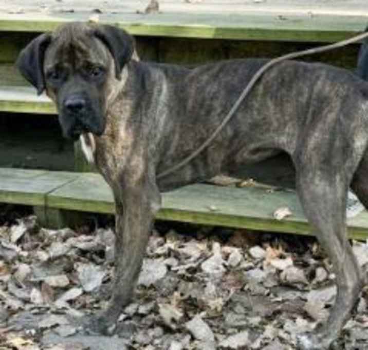 Photo of Bailey
