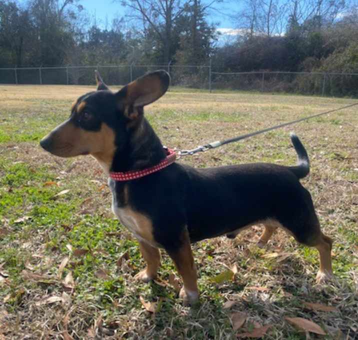 Photo of Mr Weenie