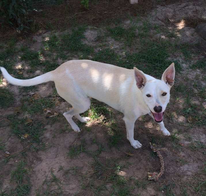 Photo of Pepper