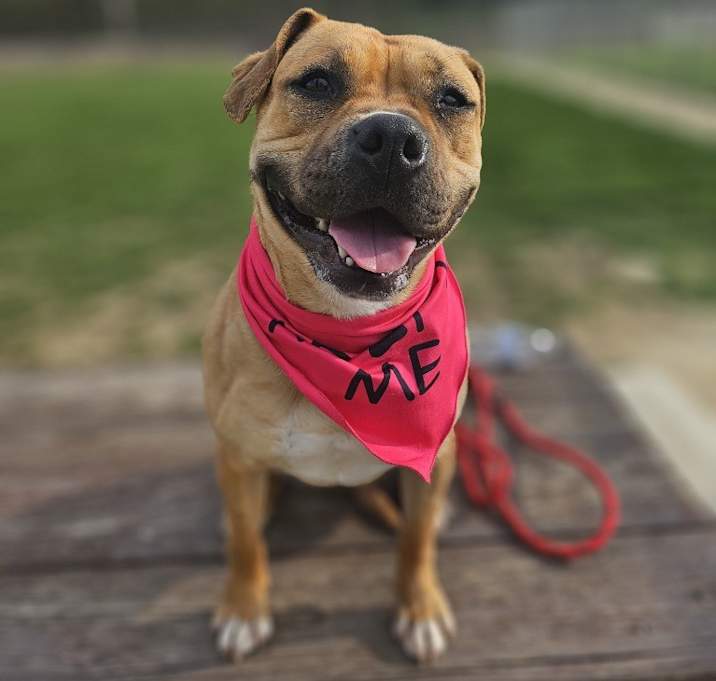 Photo of Layla